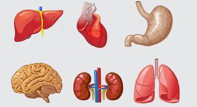 Science Question: Quel organe l'adulte moyen a-t-il en double ?