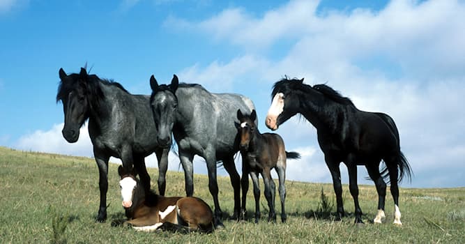 Natuur Trivia Vraag: Tot welke taxonomische familie behoort de paardenbijter?