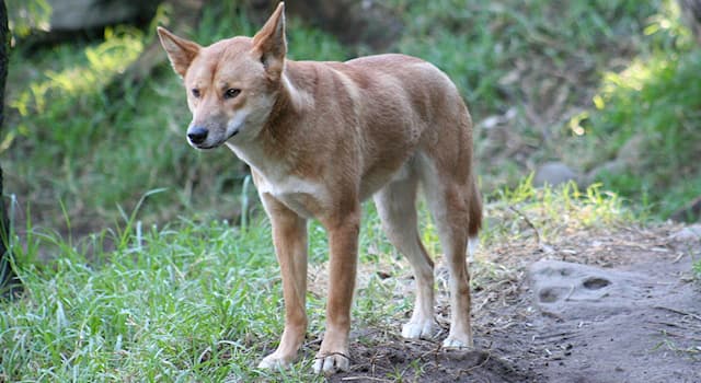 Natur Wissensfrage: Wann tauchte Dingo in Australien auf?