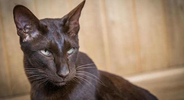 Natur Wissensfrage: Wie heißt diese Katzenrasse?
