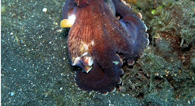 Natur Wissensfrage: Was nutzt der Ader-Oktopus zum Bau seiner Schutzbehausung?