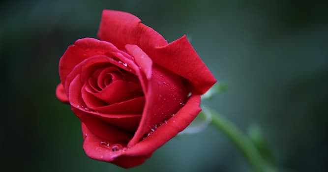 Natur Wissensfrage: Welche Blume ist auf dem Bild dargestellt?