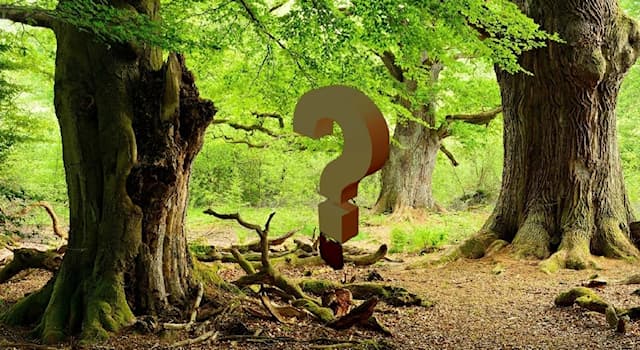 Natur Wissensfrage: Welcher Baum wird auch Effe genannt?