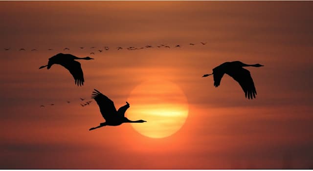 Natur Wissensfrage: Welcher Zugvogel übernachtet häufig fliegend?