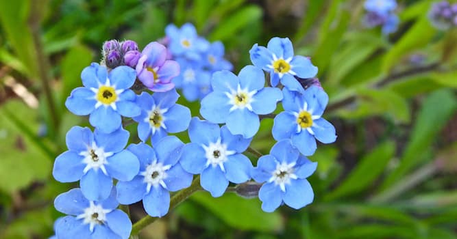 Maatschappij Trivia Vraag: Welke bloem is het symbool van Alzheimer Nederland?