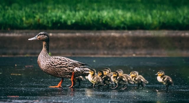 natura Pytanie-Ciekawostka: Jak nazywają się młode kaczki?