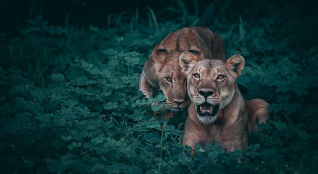 Natura Domande: Come si chiama un leone femmina?