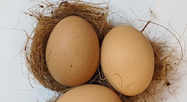 Natura Domande: Come si chiama il centro di un uovo?