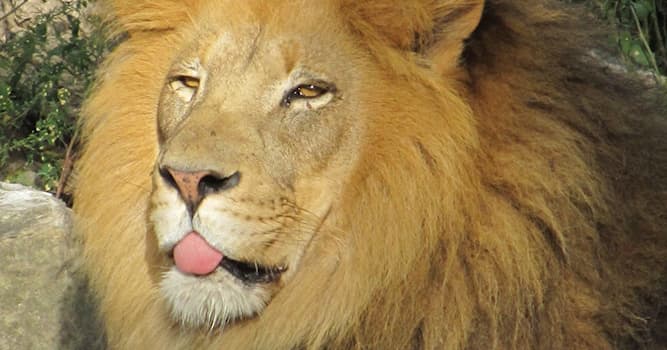 Cultura Domande: Di cosa è simbolo il leone?
