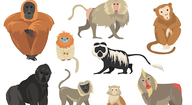 Naturaleza Pregunta Trivia: ¿Cuál es la principal diferencia entre monos y simios?
