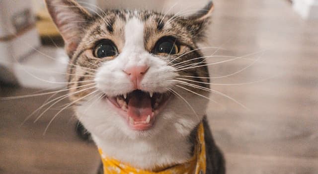 Natura Domande: Che suono emettono i gatti?