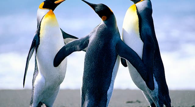 History Trivia Question: What was Abel Tasman's greatest achievement in exploration?