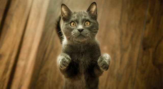 Doğa Trivia Sorusu: Hangi hayvan en uzun olabilir?