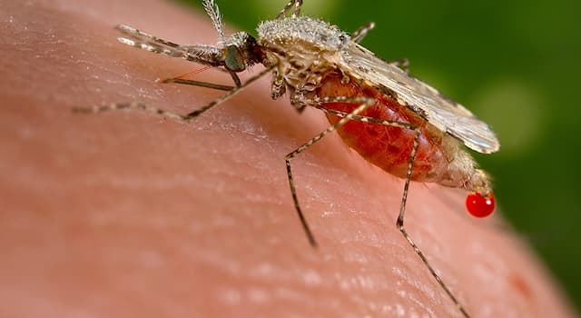 Scienza Domande: Quale malattia viene trasmessa dalle zanzare?