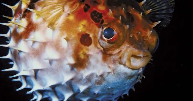 Vetenskap Triviafråga: Vilken av dessa är den giftigaste fisken som konsumeras?