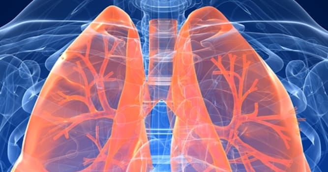 Сiencia Pregunta Trivia: ¿Por qué el pulmón izquierdo es más pequeño que el derecho?