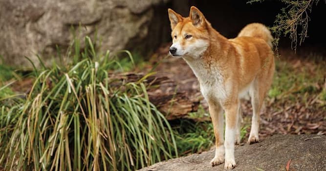 Natur Wissensfrage: Wie heißen die wilden Hunde Australiens?