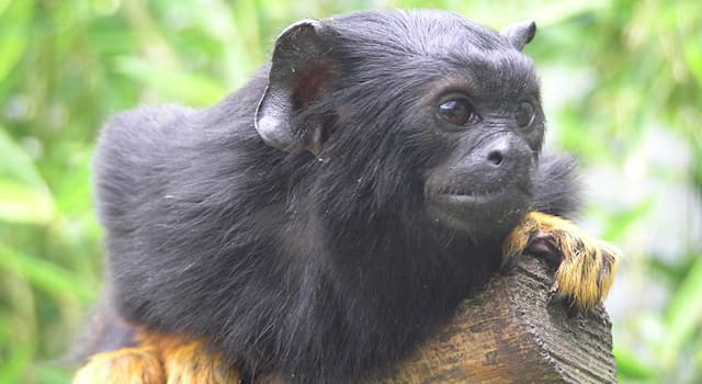Natur Wissensfrage: Wie heißt dieses Säugetier?
