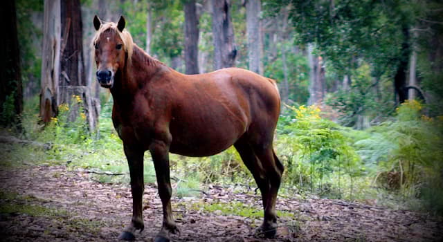 Natur Wissensfrage: Wie ist der Name eines australischen Wildpferdes?