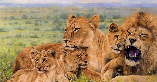 Natur Wissensfrage: Wie nennt man eine Gruppe der Löwen?