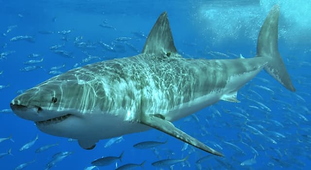 Natur Wissensfrage: Wie viele Haifischarten gibt es weltweit?