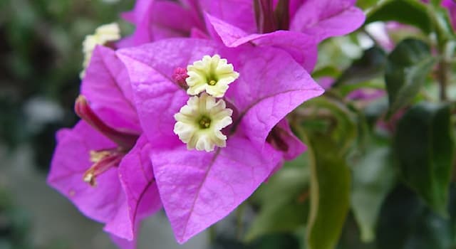 Natur Wissensfrage: Wie wird die Blume "Bougainvillea" (Foto) noch genannt?