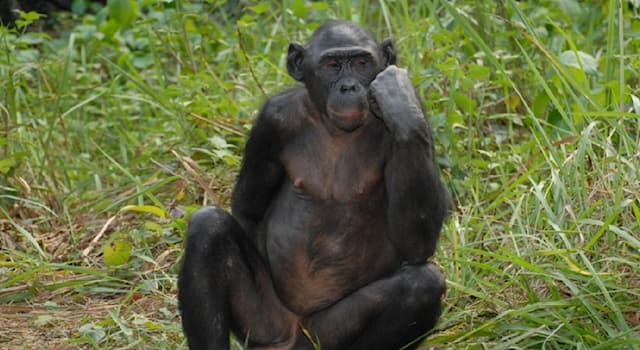 Natur Wissensfrage: Wie wird die Primatenart Bonobo noch genannt?