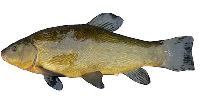 Natur Wissensfrage: Wie wird dieser hier abgebildete Fisch genannt?