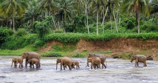 Natur Wissensfrage: Wo befindet sich das Pinnawala-Elefanten-Waisenhaus?
