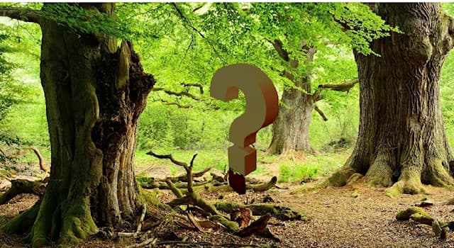 Natur Wissensfrage: Wofür ist das Xylem bei Pflanzen zuständig?