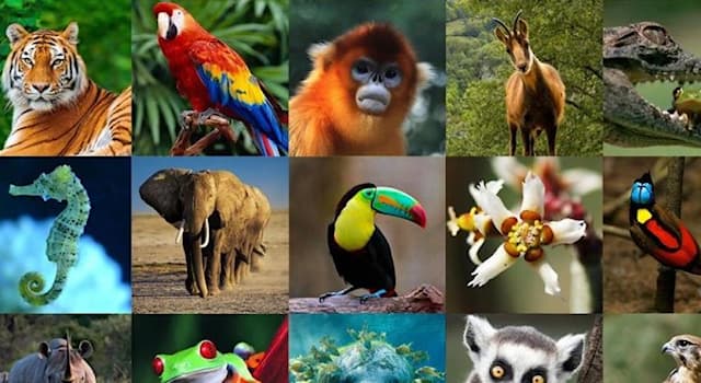 Naturaleza Pregunta Trivia: ¿A qué animales se denomina anádromos?