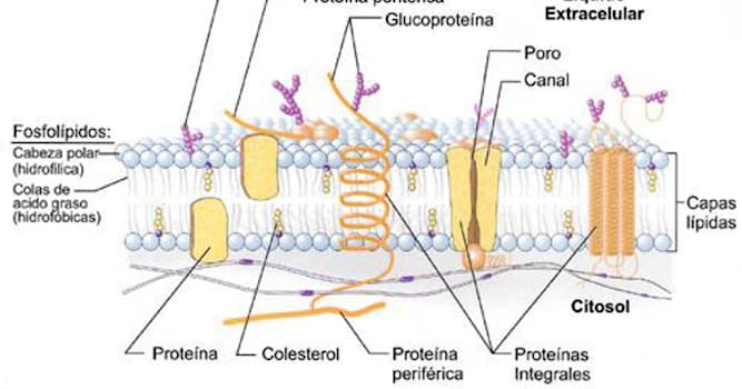 Scienza Domande: Come si chiamano le proteine che sporgono solo da un lato della membrana cellulare?