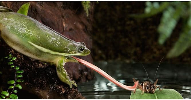 Natuur Trivia Vraag: Hoe vangt een kikker zijn prooi?