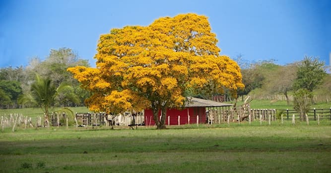 Naturaleza Pregunta Trivia: ¿En qué continente se localiza el guayacán amarillo?
