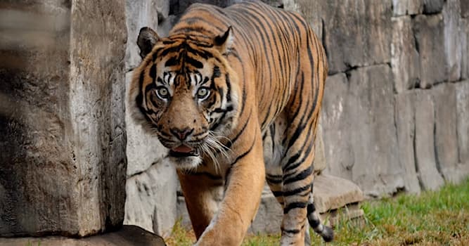 Natura Domande: Fino a quanti chili di preda può trascinare una tigre?