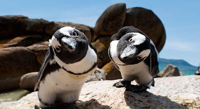 Gesellschaft Wissensfrage: In "Die Insel der Pinguine" geht es um einen sarkastischen Abriss der Geschichte welchen Landes?