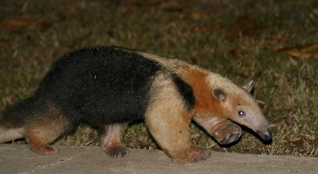 Gesellschaft Wissensfrage: Zu welcher Tierfamilie gehört der Südliche Tamandua (Foto)?