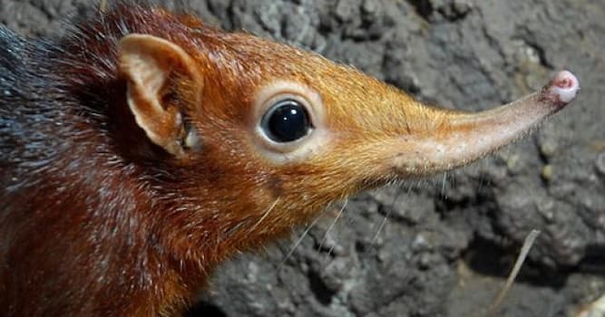 natura Pytanie-Ciekawostka: Które z poniższych zwierząt nie jest torbaczem?