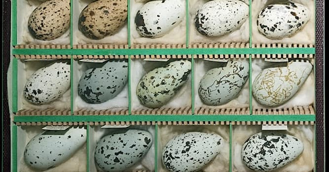 Natura Domande: Perché l'uccello Uria fa le uova a forma di pera?