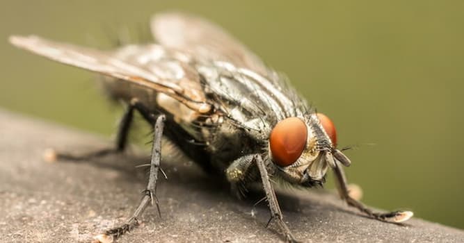 Why is a fly so hard to catch? | Trivia Questions | QuizzClub