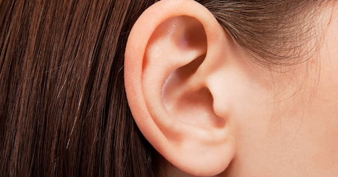 Сiencia Pregunta Trivia: ¿Por qué tenemos las orejas con cierta forma de espiral o concha?