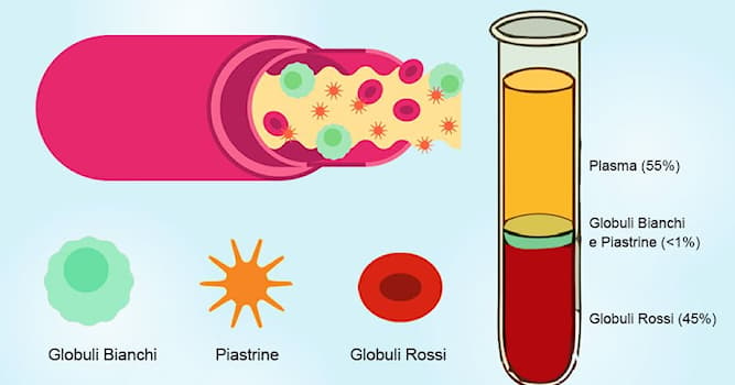 Scienza Domande: Qual è la percentuale di acqua contenuta nel plasma?