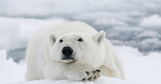 Natuur Trivia Vraag: Wat is het grootste landroofdier ter wereld?