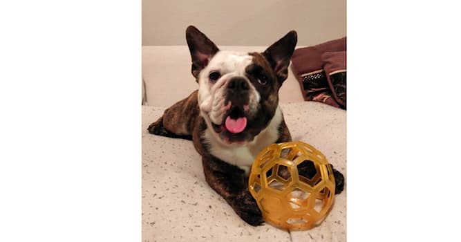 Doğa Trivia Sorusu: Bu köpek ırkının adı nedir?