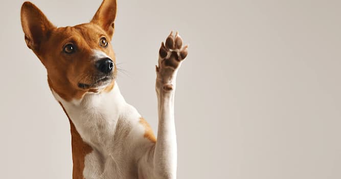 Science Question: Quel animal est le Canis lupus familiaris ?