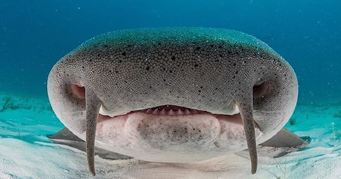 Naturaleza Pregunta Trivia: ¿Qué otro nombre recibe el tiburón nodriza?