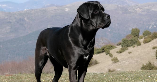 natura Pytanie-Ciekawostka: Skąd wywodzi się rasa psa Cane Corso?