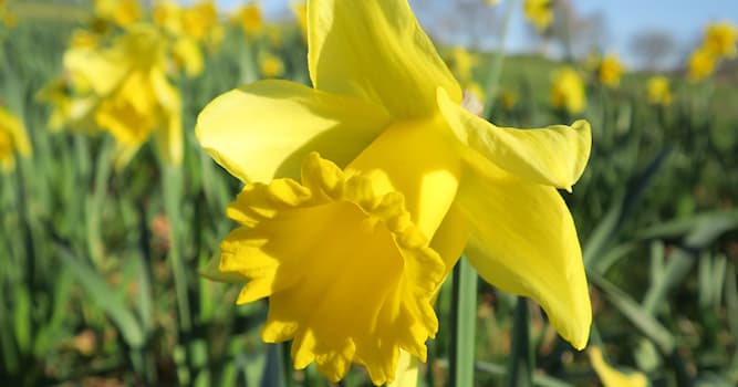 Aardrijkskunde Trivia Vraag: Tot de 19e eeuw was de prei het nationaal symbool van Wales. Welke bloem draagt deze titel nu?