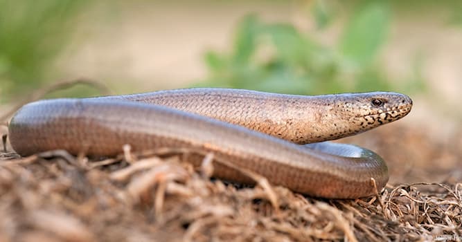 Natuur Trivia Vraag: Tot welke klasse van de gewervelde dieren behoort de hazelworm?