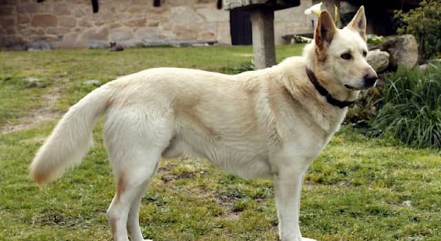 Природа Вопрос: В какой из стран мира была выведена эта порода собак, называемая кан де паллейро, или соломенная собака?